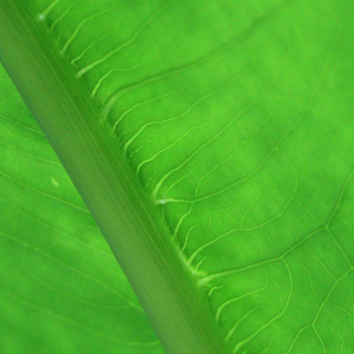 chlorophylle
